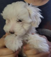 Maltese Puppies for sale in Poinciana, FL 34759, USA. price: $750