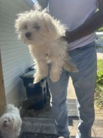 Maltese Puppies for sale in 3769 Bismark Dr, St Charles, MO 63301, USA. price: $600