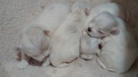 Maltese Puppies for sale in Geçitkale. price: 1 EUR