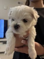 Maltese Puppies for sale in Cape Coral, FL, USA. price: $1,800