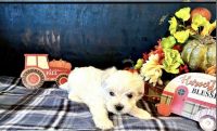 Maltese Puppies for sale in 63001 Dogwood Rd, Mishawaka, IN 46544, USA. price: $780