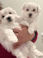 Maltese Puppies for sale in Converse, TX, USA. price: $750