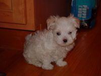 Maltese Puppies for sale in Buffalo, NY, USA. price: $300