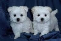 Maltese Puppies for sale in Birmingham, AL, USA. price: $500