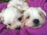 Maltese Puppies for sale in Minneapolis, MN, USA. price: $200