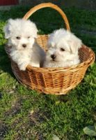 Maltese Puppies for sale in Chicago, IL, USA. price: NA