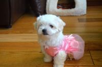 Maltese Puppies for sale in Blue Springs, MS 38828, USA. price: $400