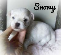 Malti-Pom Puppies for sale in Indianapolis, IN, USA. price: $800