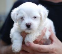 Malti-Pom Puppies for sale in Jacksonville, FL, USA. price: $300