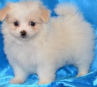 Malti-Pom Puppies for sale in Alma Center, WI 54611, USA. price: $500