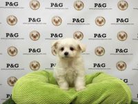 Malti-Pom Puppies for sale in Los Angeles, CA, USA. price: $850