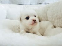 Malti-Pom Puppies for sale in Orange County, CA, USA. price: $799