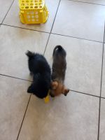 Malti-Pom Puppies for sale in Victorville, CA, USA. price: $400