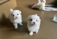 Malti-Pom Puppies Photos