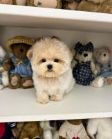 Maltipoo Puppies for sale in Toronto, ON, Canada. price: $800