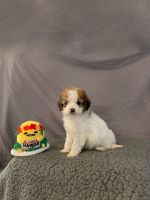 Maltipoo Puppies for sale in Riverside, California. price: $700