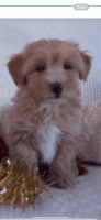 Maltipoo Puppies for sale in Tampa, Florida. price: $1,200