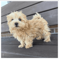 Maltipoo Puppies for sale in Sydney, New South Wales. price: NA