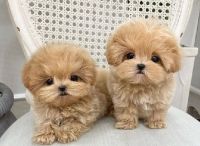 Maltipoo Puppies for sale in Providence, Rhode Island. price: $400