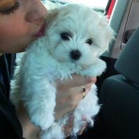 Maltipoo Puppies for sale in Providence, Rhode Island. price: $400