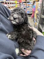 Maltipoo Puppies for sale in San Diego, California. price: NA