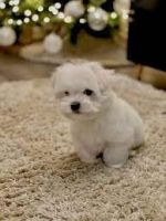Maltipoo Puppies for sale in Pittsburg, New Hampshire. price: $400