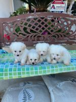 Maltipoo Puppies for sale in Anaheim, California. price: $750