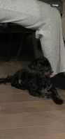 Maltipoo Puppies for sale in Bothell, Washington. price: $1,700
