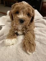 Maltipoo Puppies for sale in Fort Dodge, Iowa. price: $500