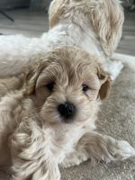 Maltipoo Puppies for sale in Ipswich, Queensland. price: $3,500