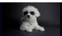 Maltipoo Puppies for sale in Austin, Texas. price: $1,900