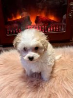 Maltipoo Puppies for sale in St. paul, Minnesota. price: $1,100