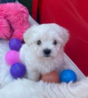 Maltipoo Puppies for sale in Ontario, California. price: $800