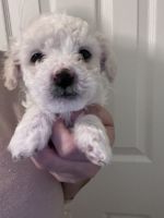 Maltipoo Puppies for sale in Hanford, California. price: $500