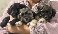 Maltipoo Puppies for sale in Airway Heights, Washington. price: $1,200