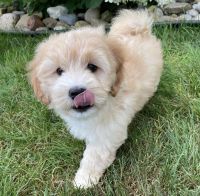 Maltipoo Puppies for sale in Chicago, Illinois. price: $500