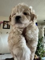 Maltipoo Puppies for sale in Seal Beach, California. price: $600