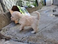 Maltipoo Puppies for sale in La Puente, California. price: $800