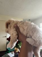 Maltipoo Puppies for sale in Long Beach, California. price: $400