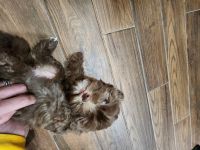 Maltipoo Puppies for sale in Crosby, Texas. price: $750
