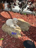Maltipoo Puppies for sale in Homestead, FL 33033, USA. price: $500