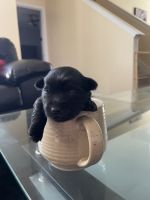 Maltipoo Puppies for sale in Corpus Christi, Texas. price: $800