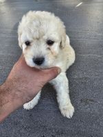 Maltipoo Puppies for sale in Van Nuys, California. price: $675