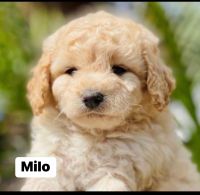 Maltipoo Puppies for sale in Irvine, California. price: $799