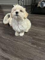 Maltipoo Puppies for sale in Frisco, Texas. price: $3,500