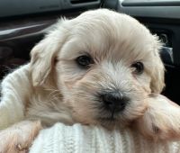 Maltipoo Puppies for sale in Billerica, Massachusetts. price: $500