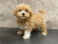 Maltipoo Puppies for sale in Springfield, South Dakota. price: $400