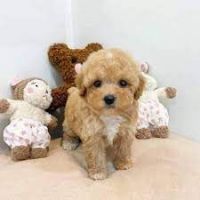 Maltipoo Puppies for sale in South Bend, Indiana. price: $400