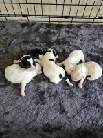 Maltipoo Puppies for sale in Arlington, Texas. price: $600