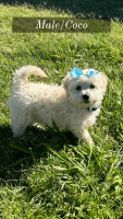 Maltipoo Puppies for sale in Bryan, Texas. price: $1,000